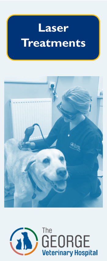 Laser traeatments at The George Vet Group